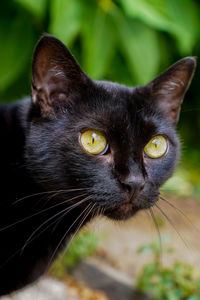 Close-up of black cat