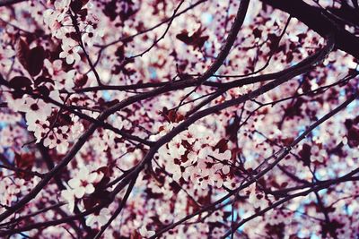 Low angle view of pink flowers blooming on tree