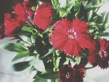 Close-up of red flowers