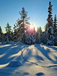 Pine trees on snow covered field against sky