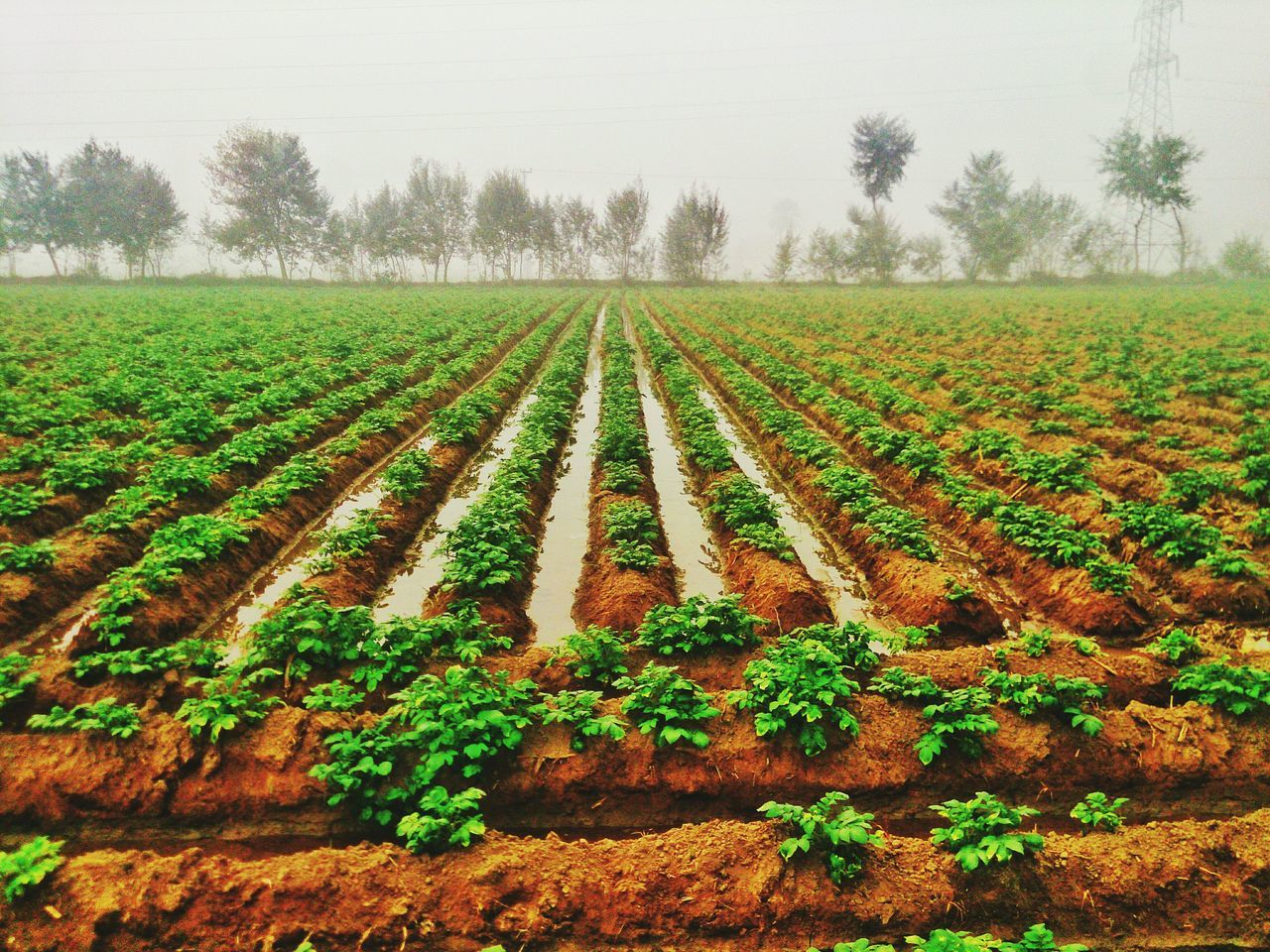 growth, agriculture, field, tree, tranquility, tranquil scene, rural scene, beauty in nature, nature, landscape, scenics, abundance, crop, farm, plant, day, clear sky, sky, outdoors, green color