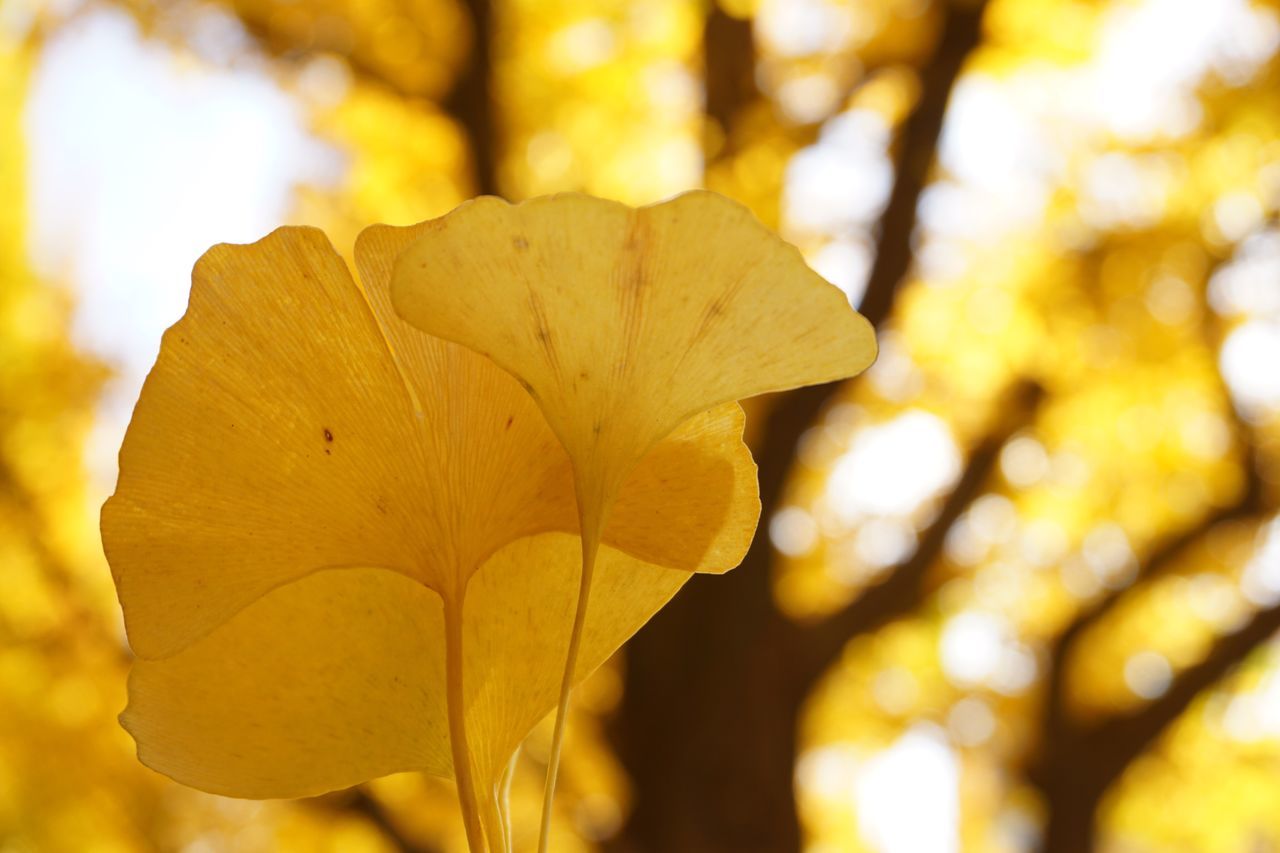 nature, focus on foreground, beauty in nature, fragility, growth, close-up, outdoors, yellow, plant, leaf, no people, day, flower head, flower, freshness