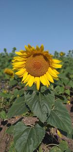 Close-up of sunflower against clear sky