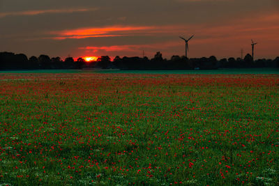 Scenic view of field against sky during sunset