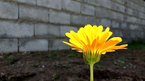 Close-up of yellow flower blooming outdoors