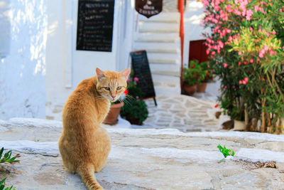 Cat looking away