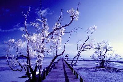 Bare trees against blue sky