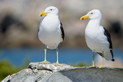 Seagull perching on rock