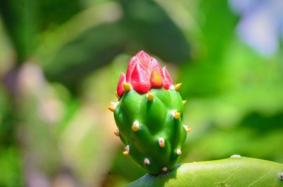 Close-up of succulent plant