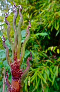 Close-up of plant