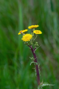 Close-up of purple flowering plant