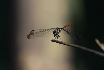 Close-up of dragonfly on twig