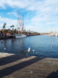 View of seagulls at harbor