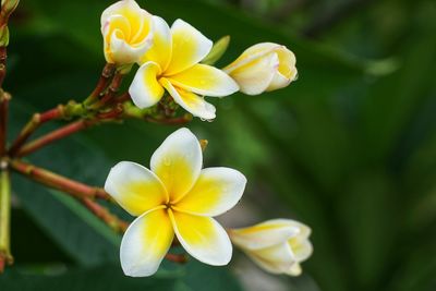 Close-up of yellow flowering plant