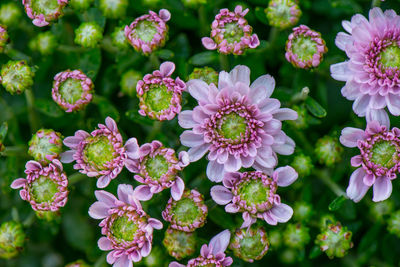 Close-up of pink flowering plants