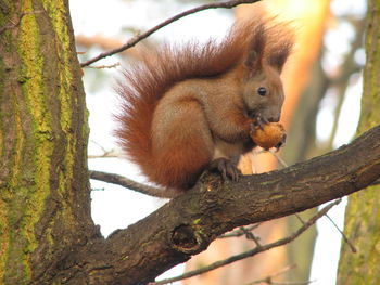 Close-up of eurasian red squirrel with nut on tree branch