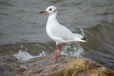 Seagull perching on a sea