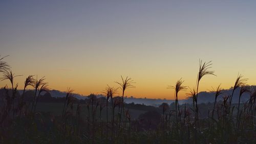 Silhouette trees against sky during sunset