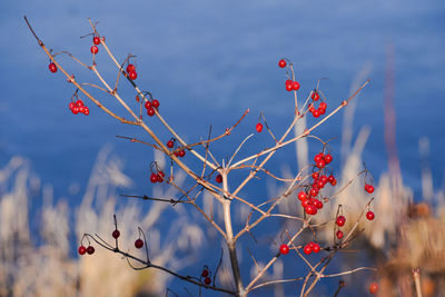 Red berries growing on tree against sky