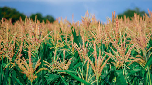 Close-up of wheat growing on field against sky