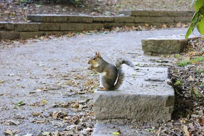Side view of squirrel on staircase
