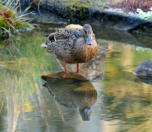 Ducks on rock in lake