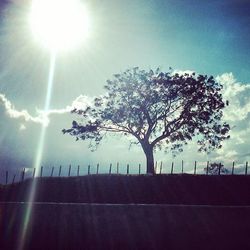 Sun shining through trees