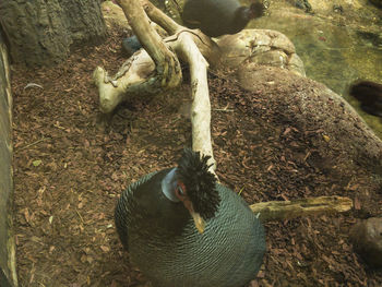 High angle view of duck on field