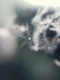 Close-up of dandelion on plant against sky
