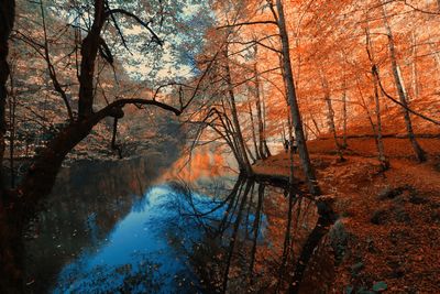 Bare trees in forest during autumn