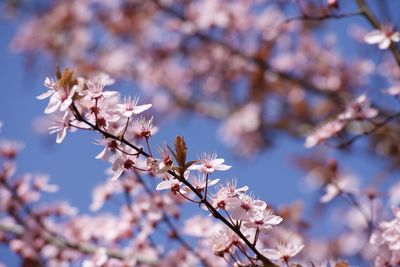 Low angle view of cherry blossoms in spring