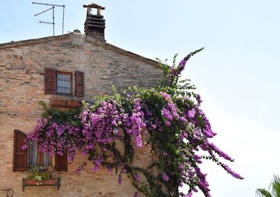 Flowers growing on balcony