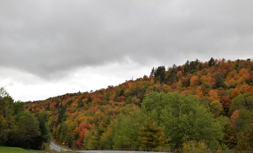 Trees and plants in forest against sky during autumn