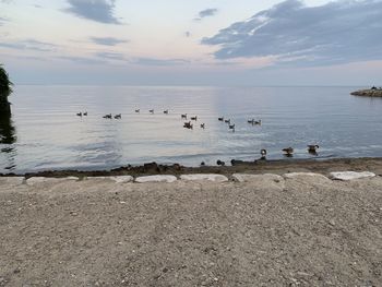 Birds swimming in sea against sky