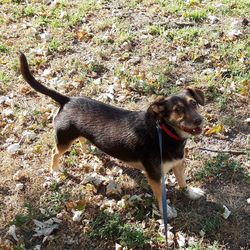 High angle view of dog standing on field