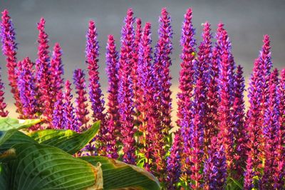 Close-up of pink flowering plants