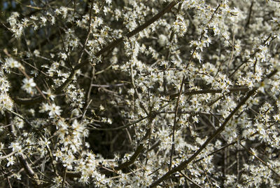 Close-up of cherry blossom tree