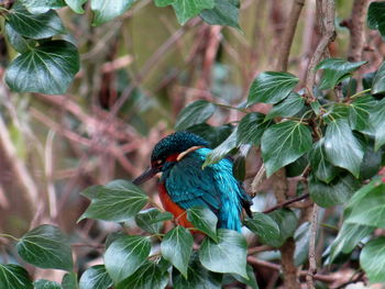 Close-up of bird perching on branch