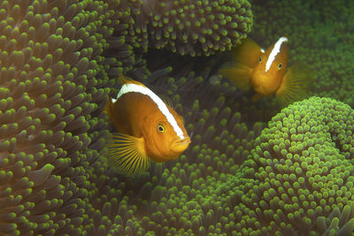 Close-up of fish swimming in sea