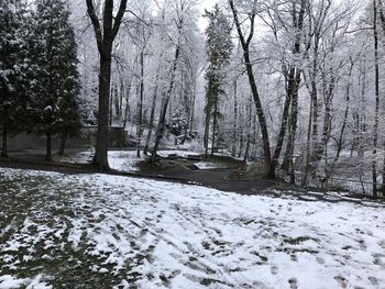 Snow covered trees in forest