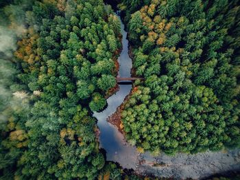 High angle view of river and trees in forest