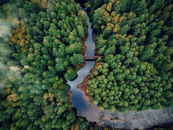 High angle view of plants and trees in forest
