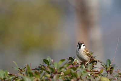 Close-up of bird perching on plant