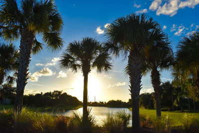 Scenic view of palm trees against sky during sunset