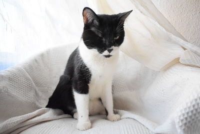 Portrait of cat sitting on bed at home