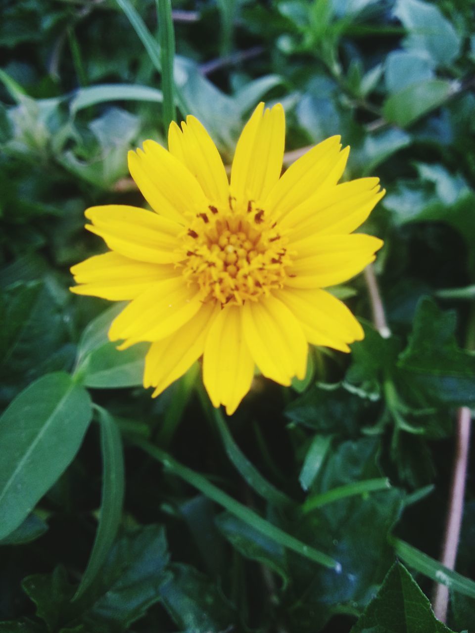 flower, yellow, petal, freshness, flower head, fragility, growth, beauty in nature, blooming, close-up, plant, pollen, nature, focus on foreground, single flower, in bloom, leaf, day, outdoors, no people