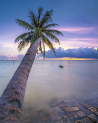 Palm tree by sea against sky during sunset