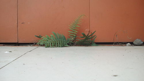 Plants against wall