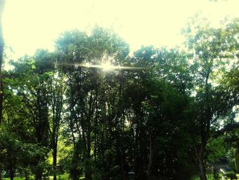 Low angle view of trees against sky