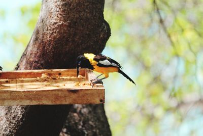 Bird perching on a tree